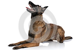 Side view of eager belgian shepherd looking up and panting