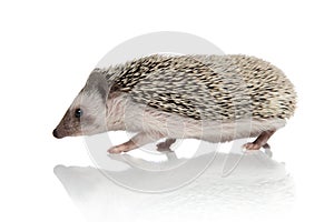 Side view of an eager hedgehog stealthily walking around photo