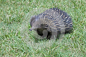 Echidna porcupine walking on green grass