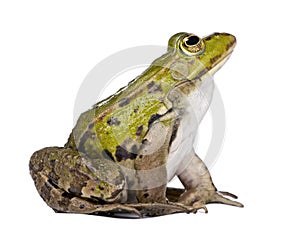 Side view of a Edible Frog looking up