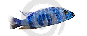 Side view of an Electric Blue Hap, Sciaenochromis ahli, isolated