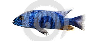 Side view of an Electric Blue Hap, Sciaenochromis ahli, isolated