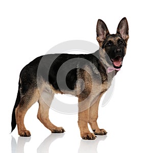 Side view of elegant german shepard with mouth open