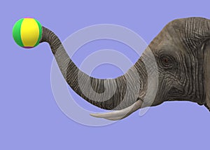 Side view of an elephant picking up a colourful beach ball with its trunk