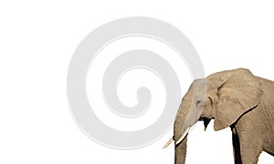 Side view of elephant on white background