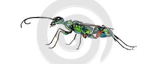 Side view of a Emerald cockroach wasp, Ampulex compressa, isolated on white