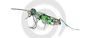 Side view of a Emerald cockroach wasp, Ampulex compressa, isolated on white