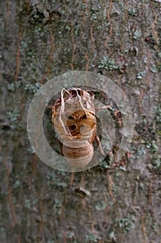 Annual Cicada Exoskeleton on the side of a Tree