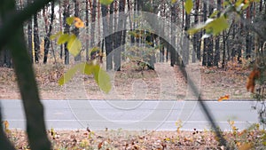 Side view of empty bike road in autumn city park. Cycling road in fall forest