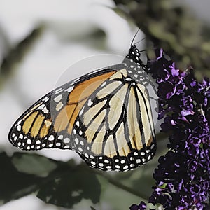 Side view of an endangered Monarch Butterfly (Danaus plexippus) feeding on purple flowers.