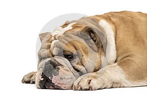 Side view of an English bulldog sleeping isolated on white