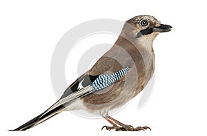 Side view of a Eurasian Jay, Garrulus glandarius, isolated