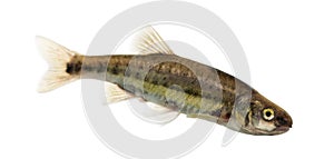 Side view of an Eurasian minnow, Phoxinus phoxinus