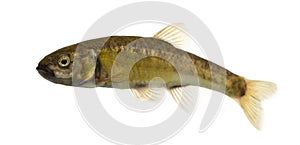 Side view of an Eurasian minnow