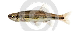 Side view of an Eurasian minnow, Phoxinus phoxinus