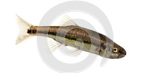 Side view of an Eurasian minnow, Phoxinus phoxinus