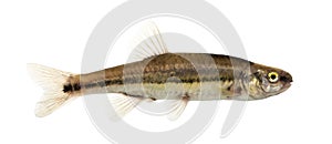 Side view of an Eurasian minnow, Phoxinus phoxinus