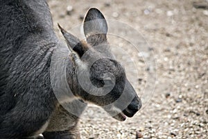 This is a close up of a euro or wallaroo