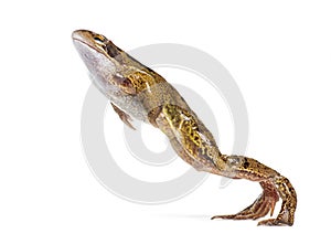 Side view of an european common frog jumping, Rana temporaria, Isolated on white