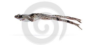 Side view of an european common frog jumping, Rana temporaria, Isolated on white