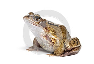 Side view of an european common frog, Rana temporaria, Isolated on white