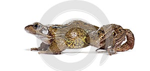 Side view of a european common frog walking, Rana temporaria, Isolated on white