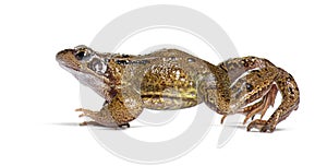 Side view of a european common frog walking, Rana temporaria, Isolated on white