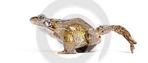 Side view of a european common frog walking, Rana temporaria, Isolated on white