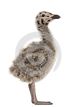 Side view of an European Herring Gull chick