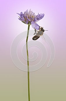 Side view of a European honey bee, Apis mellifera foraging polle