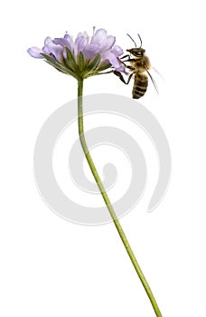 Side view of a European honey bee landed on a flowering plant