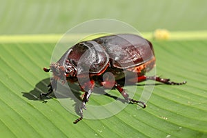 Side view of European Rhinoceros Beetle. Oryctes Nasicornis on a green leaf and flower. Macro shot of beautiful beetle in nature.