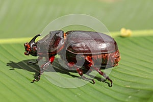 Side view of European Rhinoceros Beetle. Oryctes Nasicornis on a green leaf and flower. Macro shot of beautiful beetle in nature.