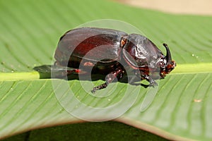 Side view of European Rhinoceros Beetle. Oryctes Nasicornis on a green leaf and flower. Macro shot of beautiful beetle in nature.