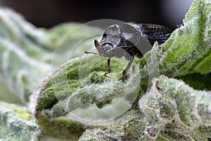 Side view European rhinoceros beetle. Oryctes Nasicornis on a green mint leaf