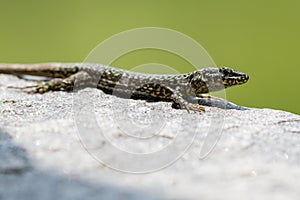 Side view european wall lizard podarcis muralis on granite stone