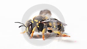 Wool carder bee Anthidium manicatum