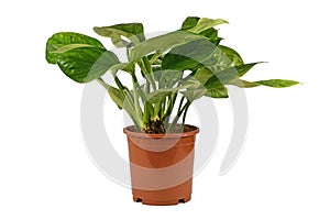 Side view of exotic `Monstera Pinnatipartita` houseplant with young leaves without fenestration on white background photo