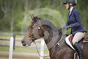 Side view face of bay hunter jumper gelding