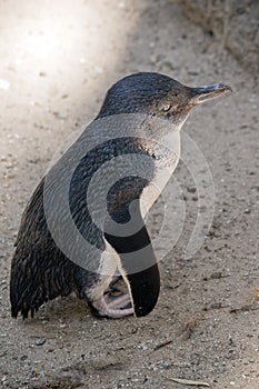 This is a side view of a fairy penguin