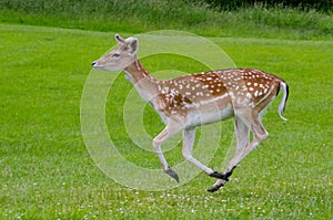 A side view of a fallow deer running