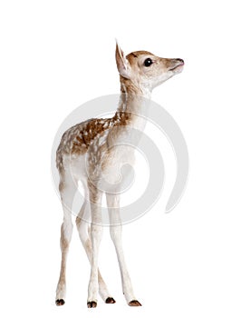 Side view of Fallow Deer Fawn, Dama dama, 5 days old photo