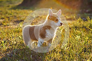 Side view of fascinating little young brown white dog welsh pembroke corgi stand on green juicy grass, watching in park.