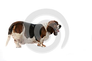 Side view of fat basset hound dog