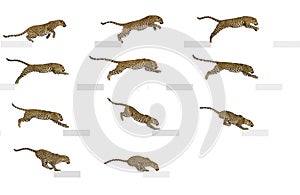 Side view of feline leap, spotted leopard leaping, panthera pardus, isolated on white