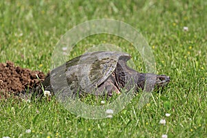 Side view of a female, adult Common Snapping Turtle laying eggs in a hole in the grass in Wisconsin