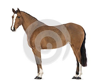 Side view of a Female Andalusian, 3 years old, also known as the Pure Spanish Horse or PRE