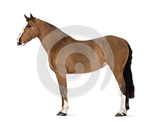 Side view of a Female Andalusian, 3 years old, also known as the Pure Spanish Horse or PRE