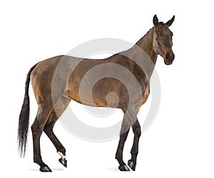 Side view of a Female Belgian Warmblood, BWP, 4 years old, with mane braided with buttons