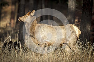 Side view of female elk in Montana